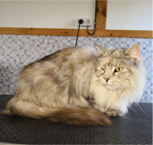 toilettage félin à Dangeau près de Châteaudun en Eure-et-Loir 28