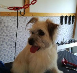 toilettage canin à Dangeau près de Châteaudun en Eure-et-Loir 28