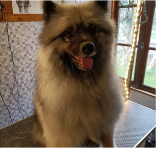 toilettage chiens à Dangeau près de Châteaudun en Eure-et-Loir 28