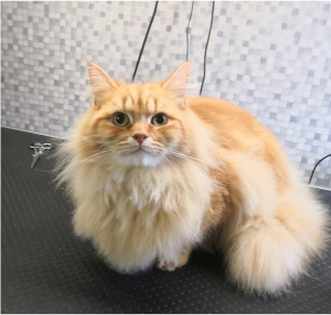 toilettage chats à Dangeau près de Châteaudun en Eure-et-Loir 28