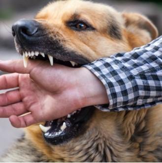 Formation Prévention des risques de morsures