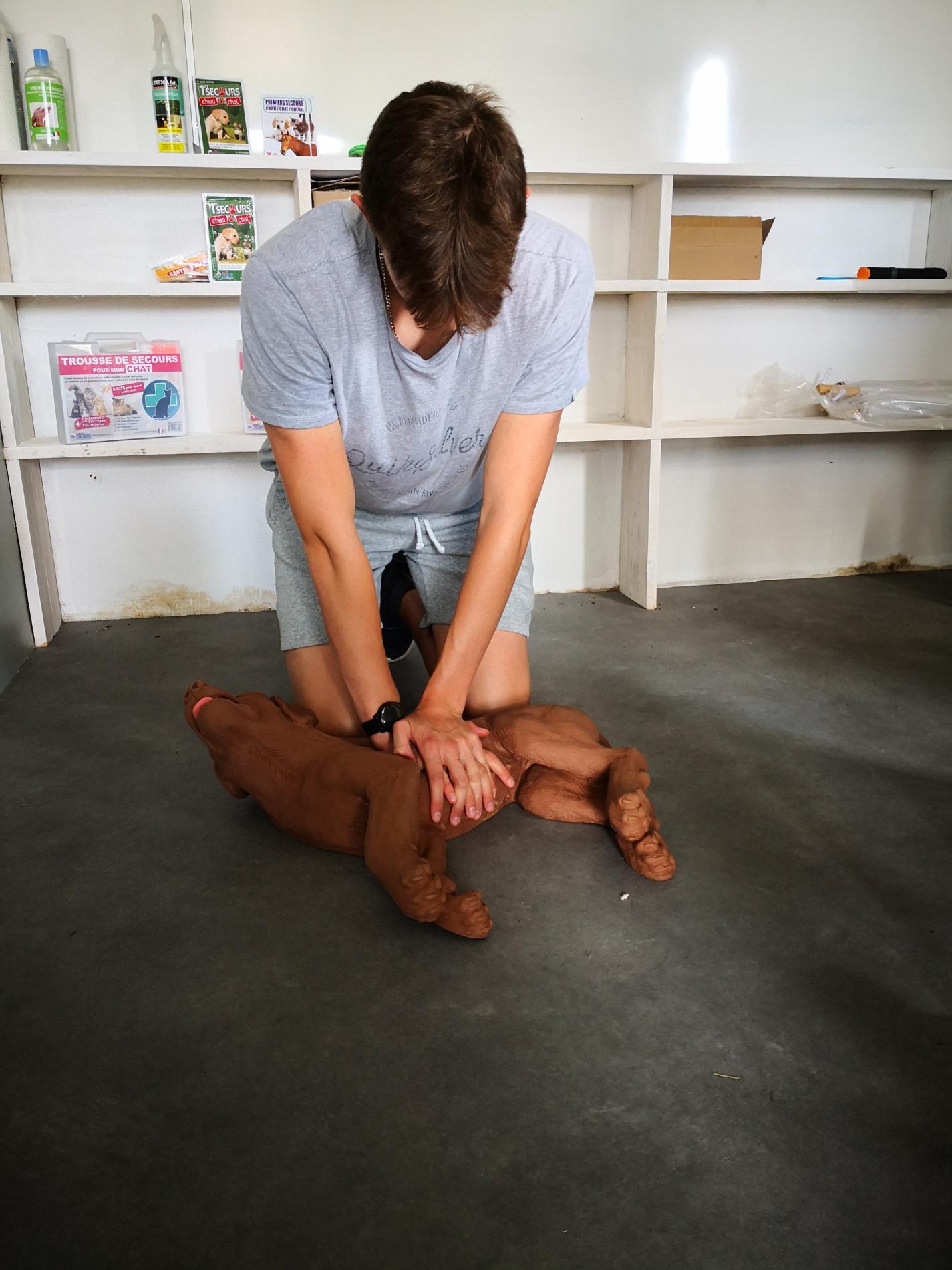 Formation Premiers Secours Canin & Félin