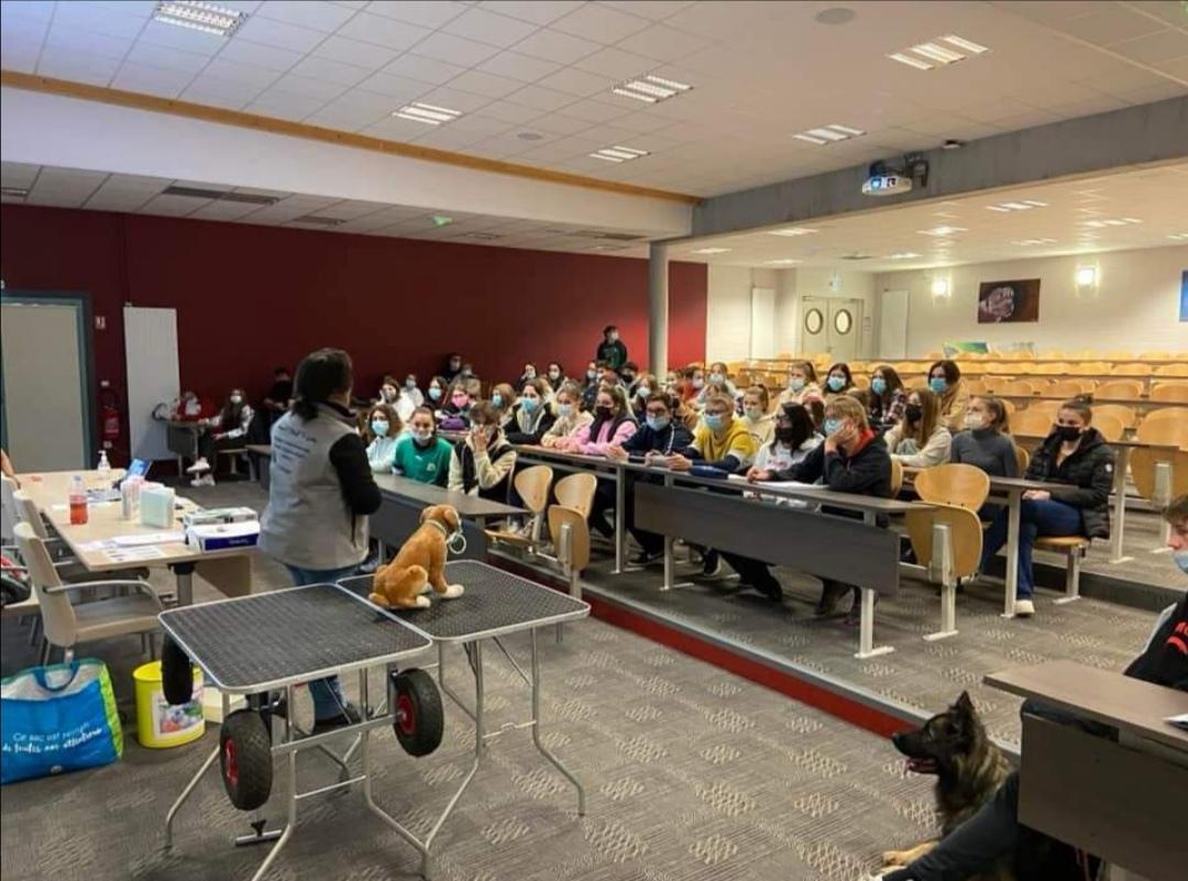 Formation Premiers Secours Canin & Félin