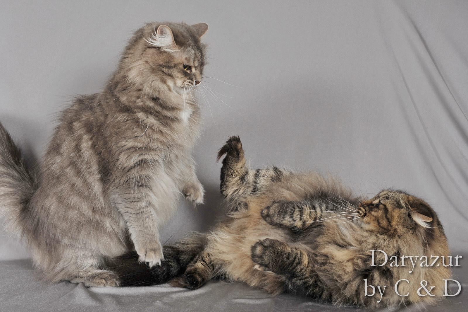 Formation Comportementaliste Félin