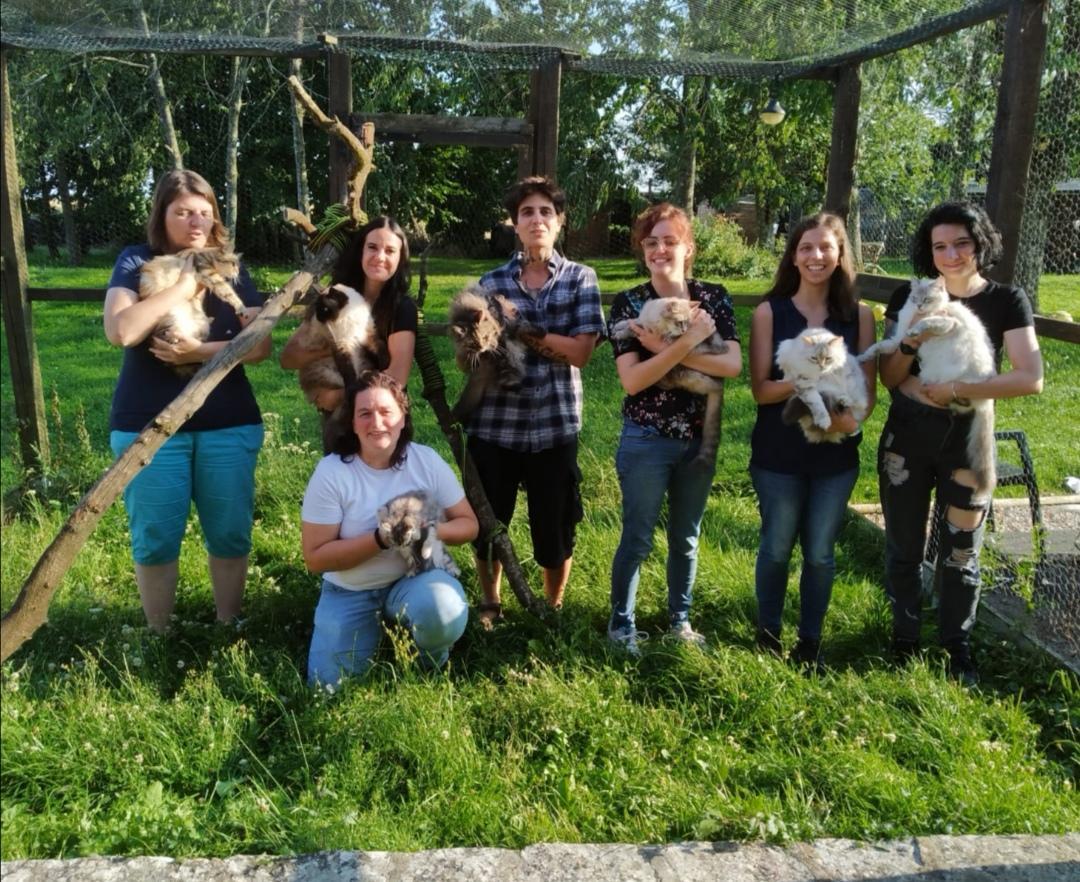 Formation Comportementaliste Félin