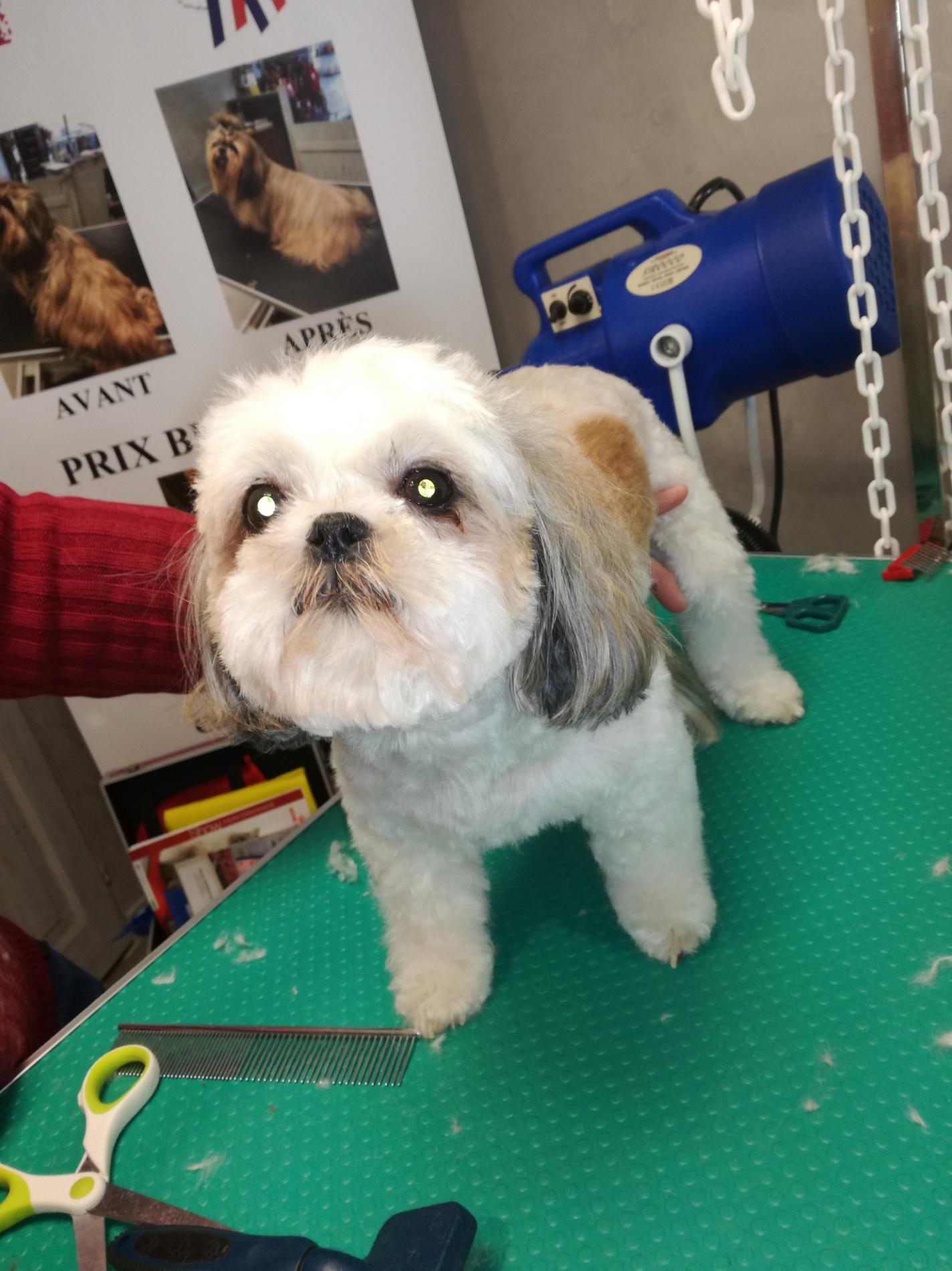 Formation Toilettage Canin, Félin et Nac