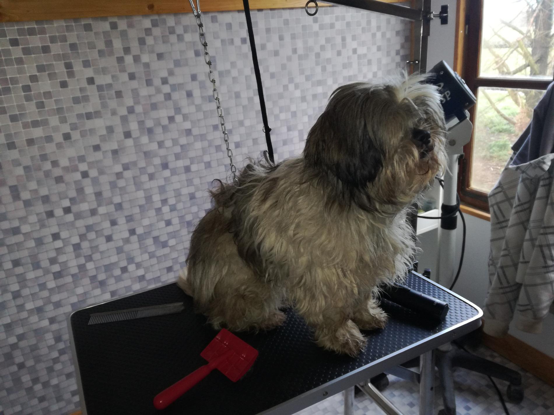 Formation Toilettage Canin, Félin et Nac