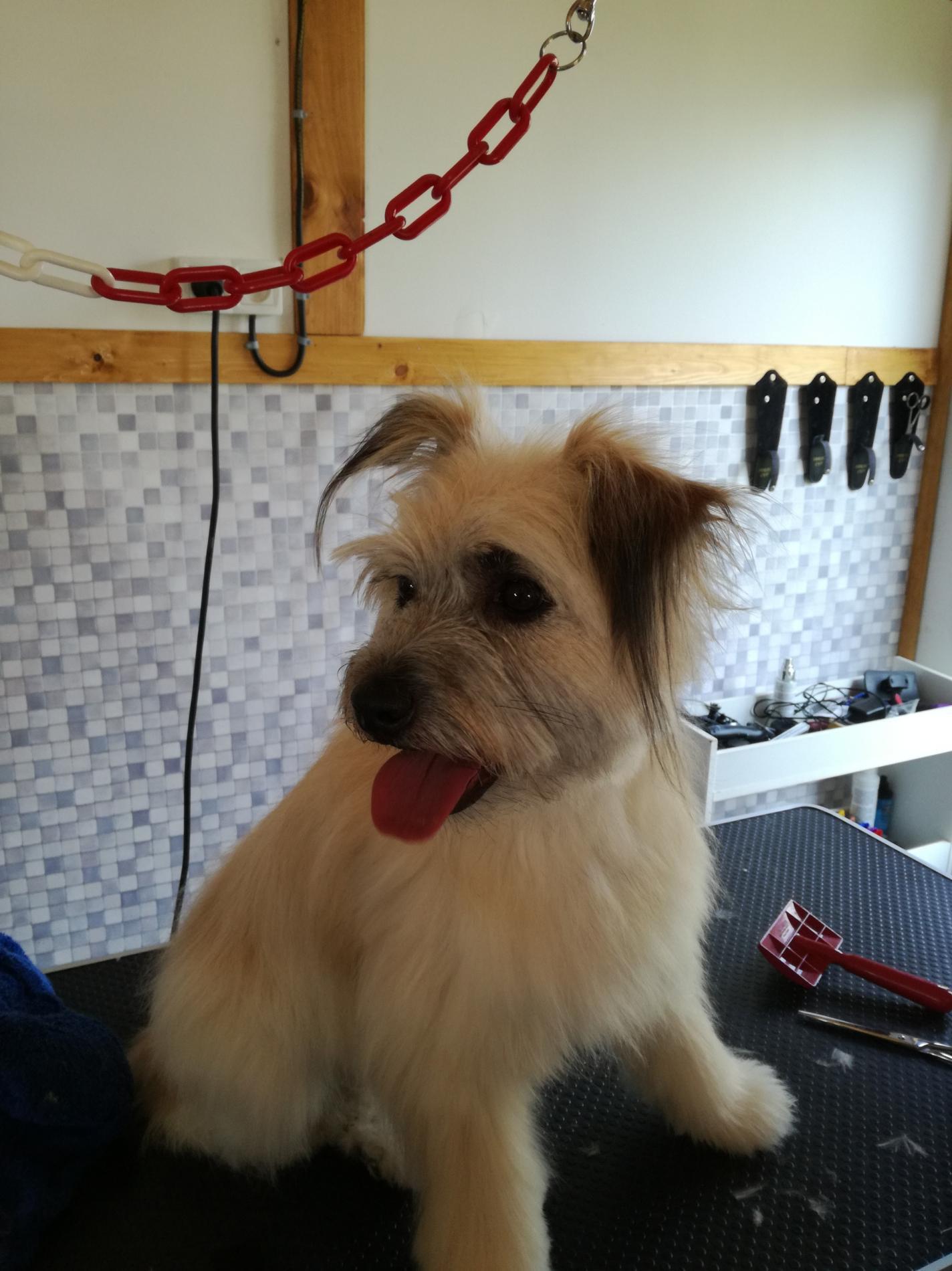 Formation Toilettage Canin, Félin et Nac