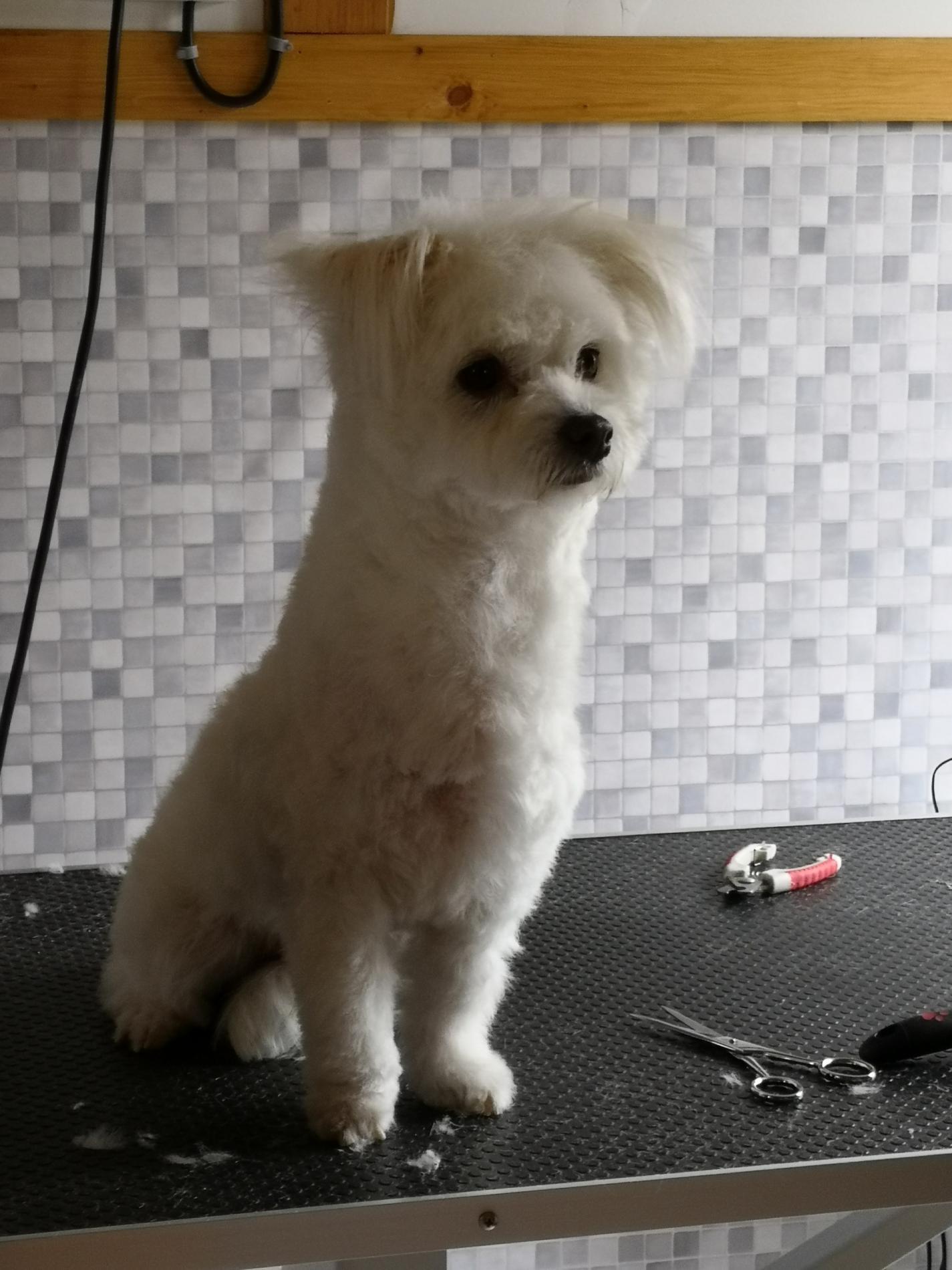 Formation Toilettage Canin, Félin et Nac