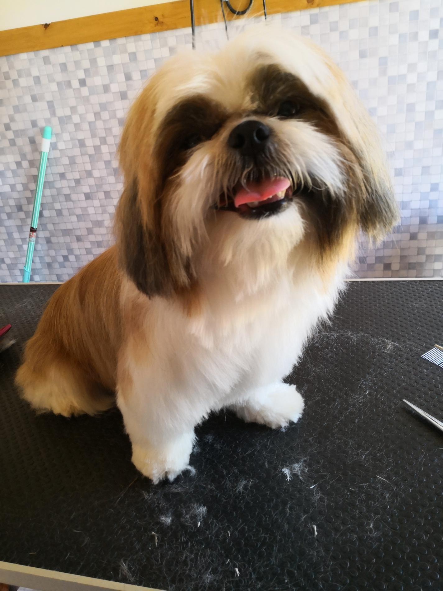 Formation Toilettage Canin, Félin et Nac