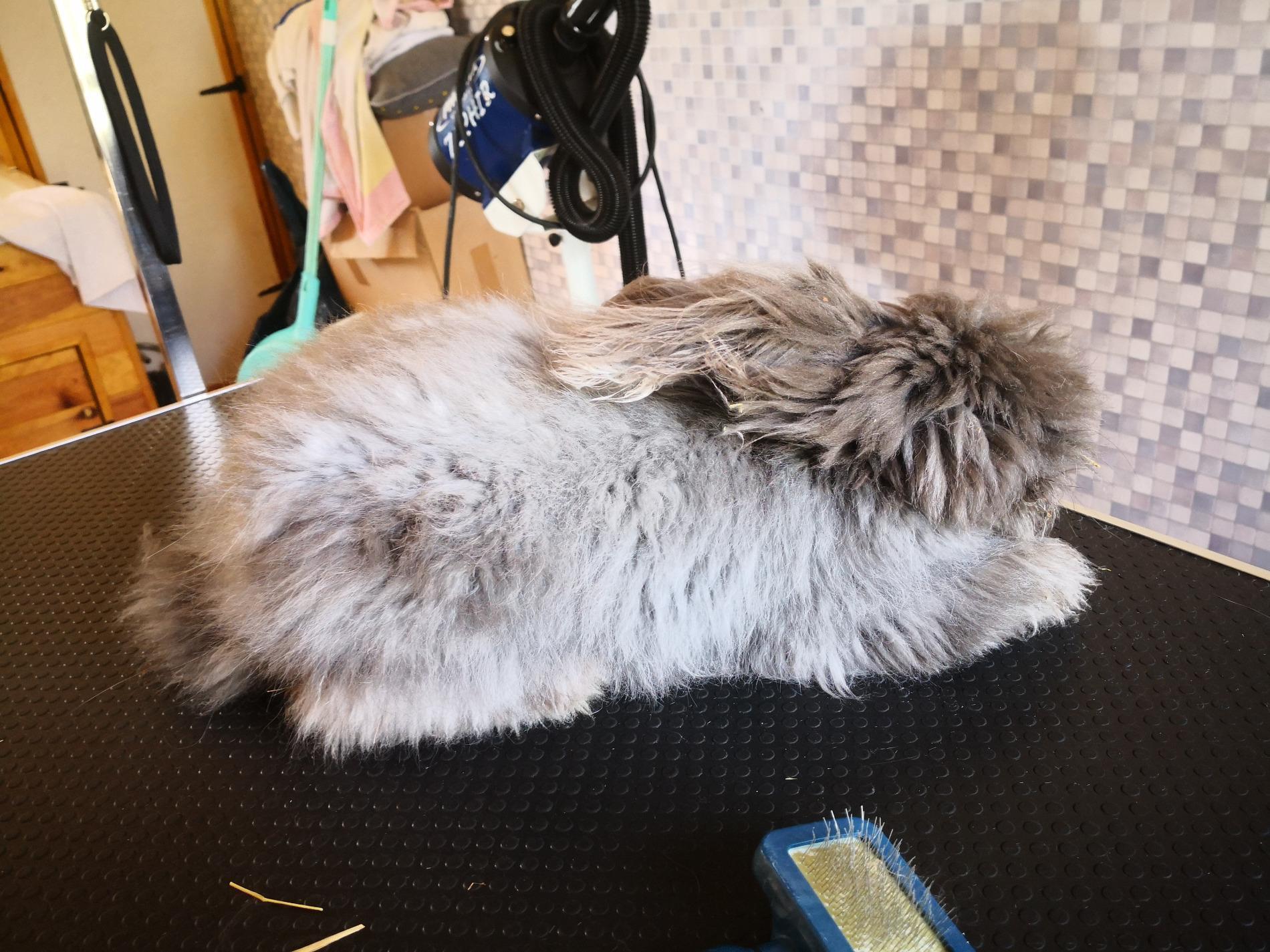 Formation Toilettage Canin, Félin et Nac