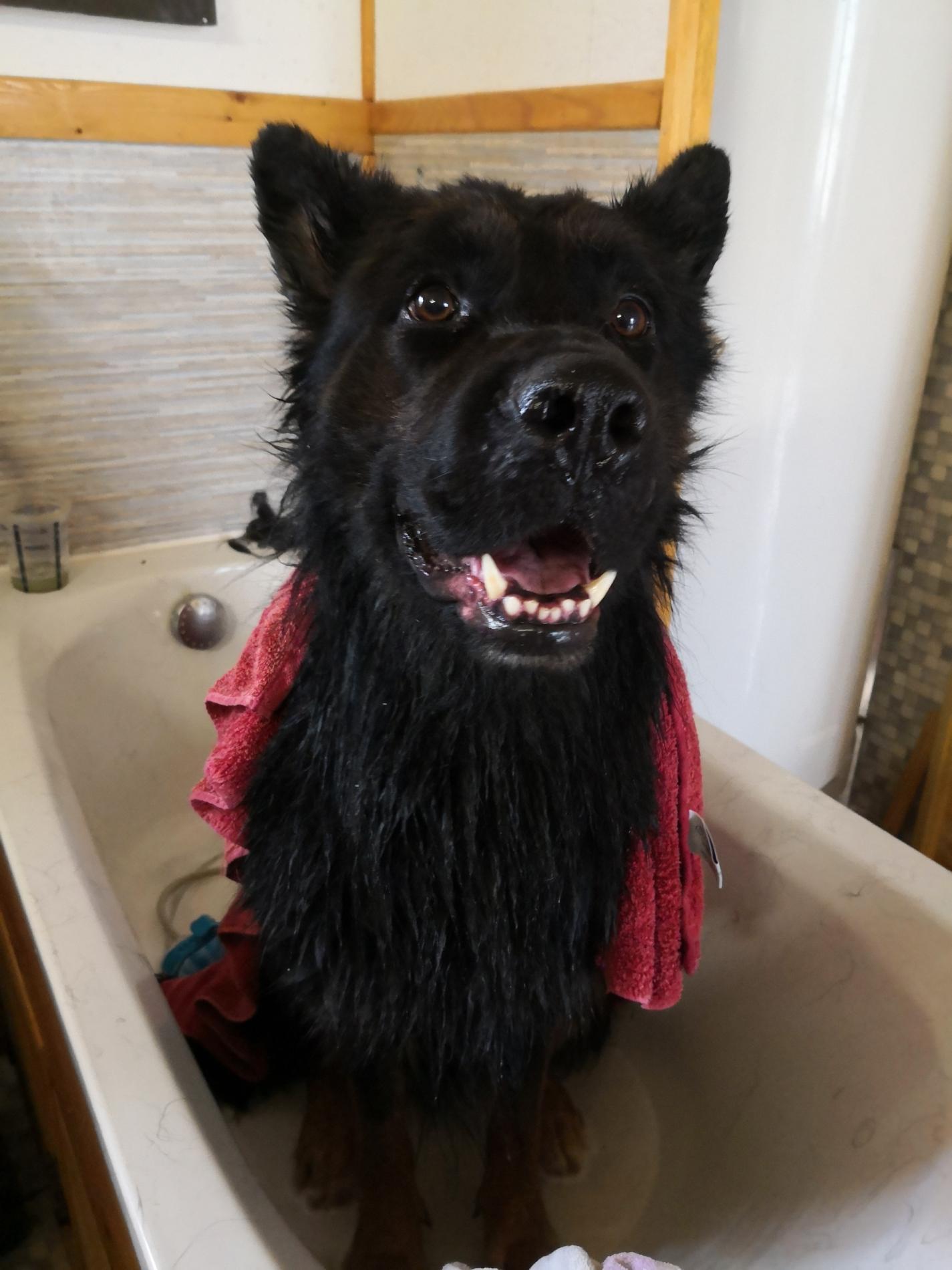 Formation Toilettage Canin, Félin et Nac